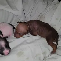 Chocolate Brown Girl, a female American Hairless Terrier for sale in Tulsa, OK – Photo 7 of 7