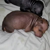 Chocolate Brown Girl, a female American Hairless Terrier for sale in Tulsa, OK – Photo 4 of 7