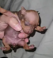 Chocolate Brown Girl, a female American Hairless Terrier for sale in Tulsa, OK – Photo 3 of 7