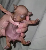 Chocolate Brown Girl, a female American Hairless Terrier for sale in Tulsa, OK – Photo 2 of 7