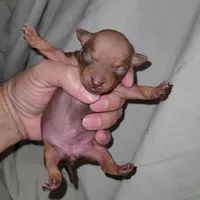 Chocolate Brown Girl, a female American Hairless Terrier for sale in Tulsa, OK – Photo 6 of 7