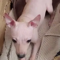 Fawn Boy, a male American Hairless Terrier for sale in Tulsa, OK – Photo 6 of 9