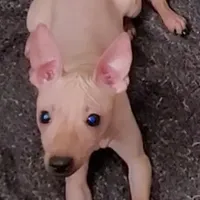Fawn Boy, a male American Hairless Terrier for sale in Tulsa, OK – Photo 4 of 9