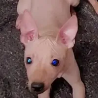 Fawn Boy, a male American Hairless Terrier for sale in Tulsa, OK – Photo 5 of 9