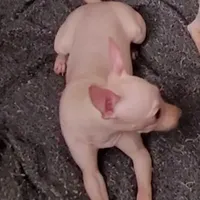 Fawn Boy, a male American Hairless Terrier for sale in Tulsa, OK – Photo 3 of 9