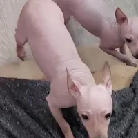 Fawn Boy, a male American Hairless Terrier for sale in Tulsa, OK – Photo 7 of 9