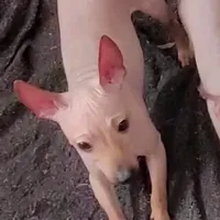 Fawn Boy, a male American Hairless Terrier for sale in Tulsa, OK – Photo 2 of 9