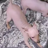 Fawn Boy, a male American Hairless Terrier for sale in Tulsa, OK – Photo 9 of 9