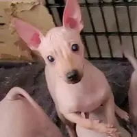 Fawn Boy, a male American Hairless Terrier for sale in Tulsa, OK – Photo 1 of 9