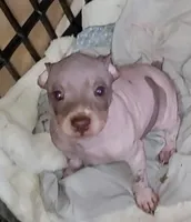 Boy B3, a male American Hairless Terrier for sale in Tulsa, OK – Photo 10 of 10