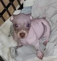 Boy B3, a male American Hairless Terrier for sale in Tulsa, OK – Photo 3 of 10