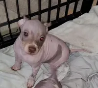 Boy B3, a male American Hairless Terrier for sale in Tulsa, OK – Photo 9 of 10