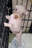 Boy B3, a male American Hairless Terrier for sale in Tulsa, OK – Photo 5 of 10