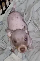 Boy B3, a male American Hairless Terrier for sale in Tulsa, OK – Photo 4 of 10