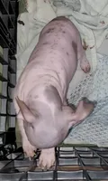Boy B3, a male American Hairless Terrier for sale in Tulsa, OK – Photo 6 of 10