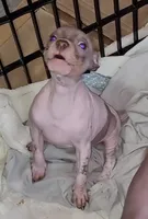 Boy B3, a male American Hairless Terrier for sale in Tulsa, OK – Photo 2 of 10