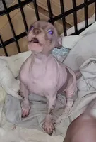 Boy B3, a male American Hairless Terrier for sale in Tulsa, OK – Photo 1 of 10