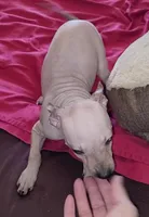 Girl - Brown 01, a female American Hairless Terrier for sale in Tulsa, OK – Photo 10 of 10