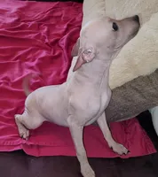 Girl - Brown 01, a female American Hairless Terrier for sale in Tulsa, OK – Photo 5 of 10