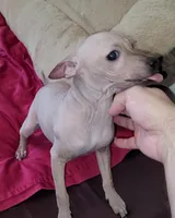 Girl - Brown 01, a female American Hairless Terrier for sale in Tulsa, OK – Photo 9 of 10