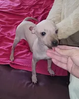 Girl - Brown 01, a female American Hairless Terrier for sale in Tulsa, OK – Photo 1 of 10