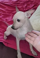 Girl - Brown 01, a female American Hairless Terrier for sale in Tulsa, OK – Photo 7 of 10