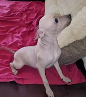 Girl - Brown 01, a female American Hairless Terrier for sale in Tulsa, OK – Photo 4 of 10