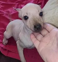 Girl - Brown 01, a female American Hairless Terrier for sale in Tulsa, OK – Photo 8 of 10