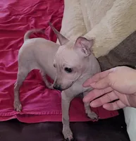 Girl - Brown 01, a female American Hairless Terrier for sale in Tulsa, OK – Photo 2 of 10