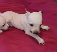 Boy - Red 01, a male American Hairless Terrier for sale in Tulsa, OK – Photo 6 of 6