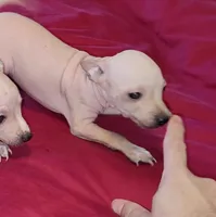 Boy - Red 01, a male American Hairless Terrier for sale in Tulsa, OK – Photo 2 of 6