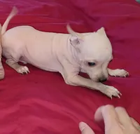 Boy - Red 01, a male American Hairless Terrier for sale in Tulsa, OK – Photo 3 of 6