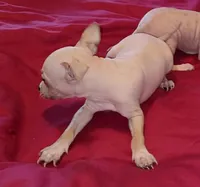 Boy - Red 01, a male American Hairless Terrier for sale in Tulsa, OK – Photo 1 of 6