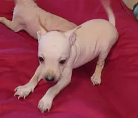 Boy - Red 01, a male American Hairless Terrier for sale in Tulsa, OK – Photo 4 of 6