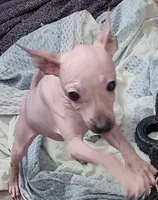 Brown Girl, a female American Hairless Terrier for sale in Tulsa, OK – Photo 1 of 6