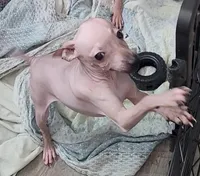 Brown Girl, a female American Hairless Terrier for sale in Tulsa, OK – Photo 2 of 6