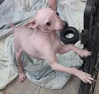 Brown Girl, a female American Hairless Terrier for sale in Tulsa, OK – Photo 3 of 6