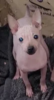 Brown Girl, a female American Hairless Terrier for sale in Tulsa, OK – Photo 5 of 6