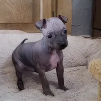 July Boy Pup, a male American Hairless Terrier for sale in Tulsa, OK – Photo 8 of 9