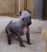 processed/a7d735fc-da56-43e6-bd58-7dff00eb10f9/listing/7c75e453-c044-4da7-a896-71a6e096290e/2621c613-79fc-4e79-bfd9-20a84ef8ed9c