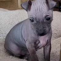 July Boy Pup, a male American Hairless Terrier for sale in Tulsa, OK – Photo 6 of 9