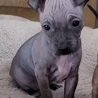 July Boy Pup, a male American Hairless Terrier for sale in Tulsa, OK – Photo 7 of 9