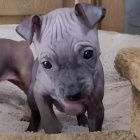 July Boy Pup, a male American Hairless Terrier for sale in Tulsa, OK – Photo 4 of 9