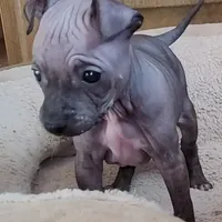 July Boy Pup, a male American Hairless Terrier for sale in Tulsa, OK – Photo 3 of 9