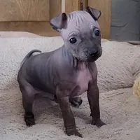 July Boy Pup, a male American Hairless Terrier for sale in Tulsa, OK – Photo 5 of 9