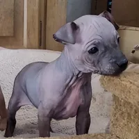 July Boy Pup, a male American Hairless Terrier for sale in Tulsa, OK – Photo 9 of 9