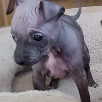 July Boy Pup, a male American Hairless Terrier for sale in Tulsa, OK – Photo 1 of 9