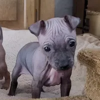 July Boy Pup, a male American Hairless Terrier for sale in Tulsa, OK – Photo 2 of 9