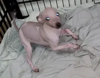 Piebald Boy 01, a male American Hairless Terrier for sale in Tulsa, OK – Photo 4 of 5