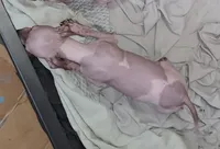 Piebald Boy 01, a male American Hairless Terrier for sale in Tulsa, OK – Photo 1 of 5